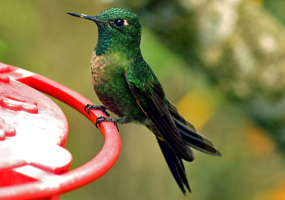 Metallic black and green-colored Thalurania colombica in a feeder
