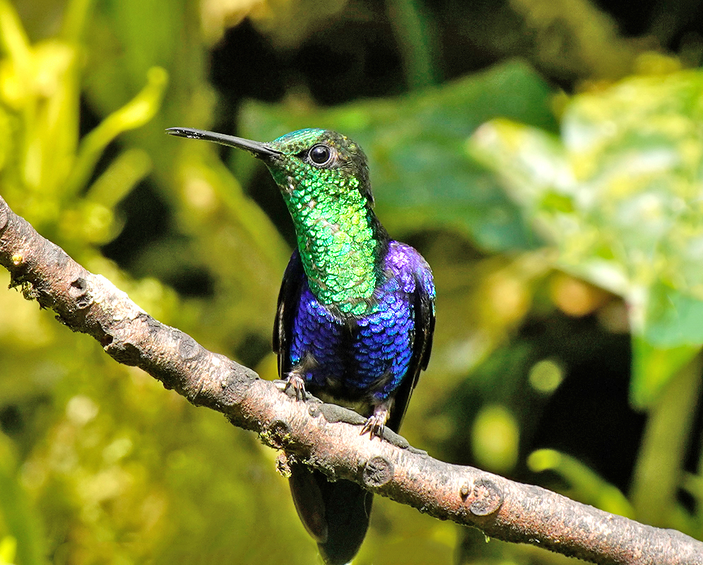 Metallic blue, and green-colored Thalurania colombica