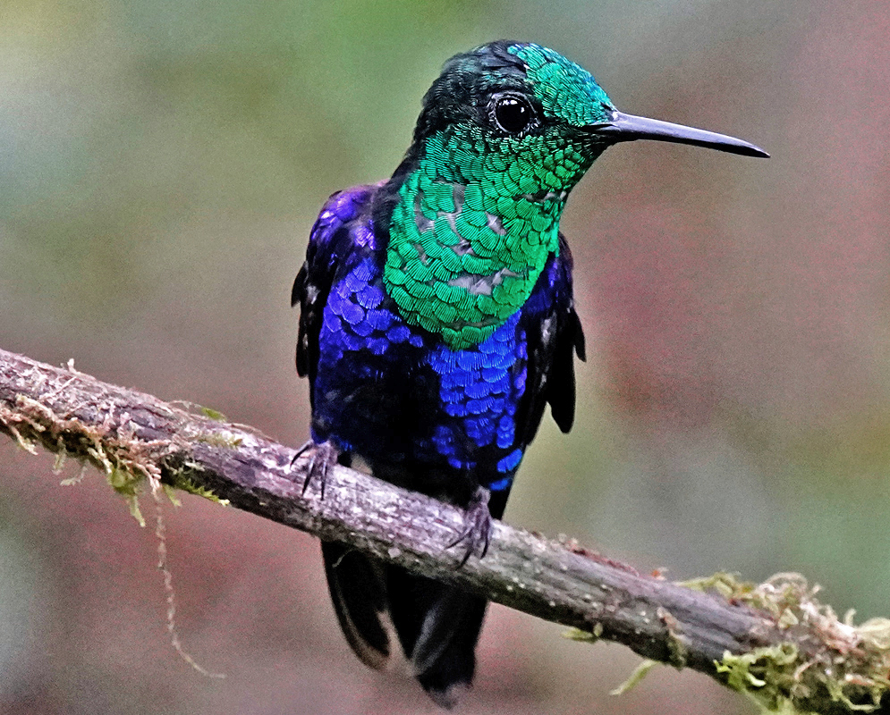 Male thalurania furcata facing forward with shimmering green plumage on the head and chest and deep blue feathers on wings and belly