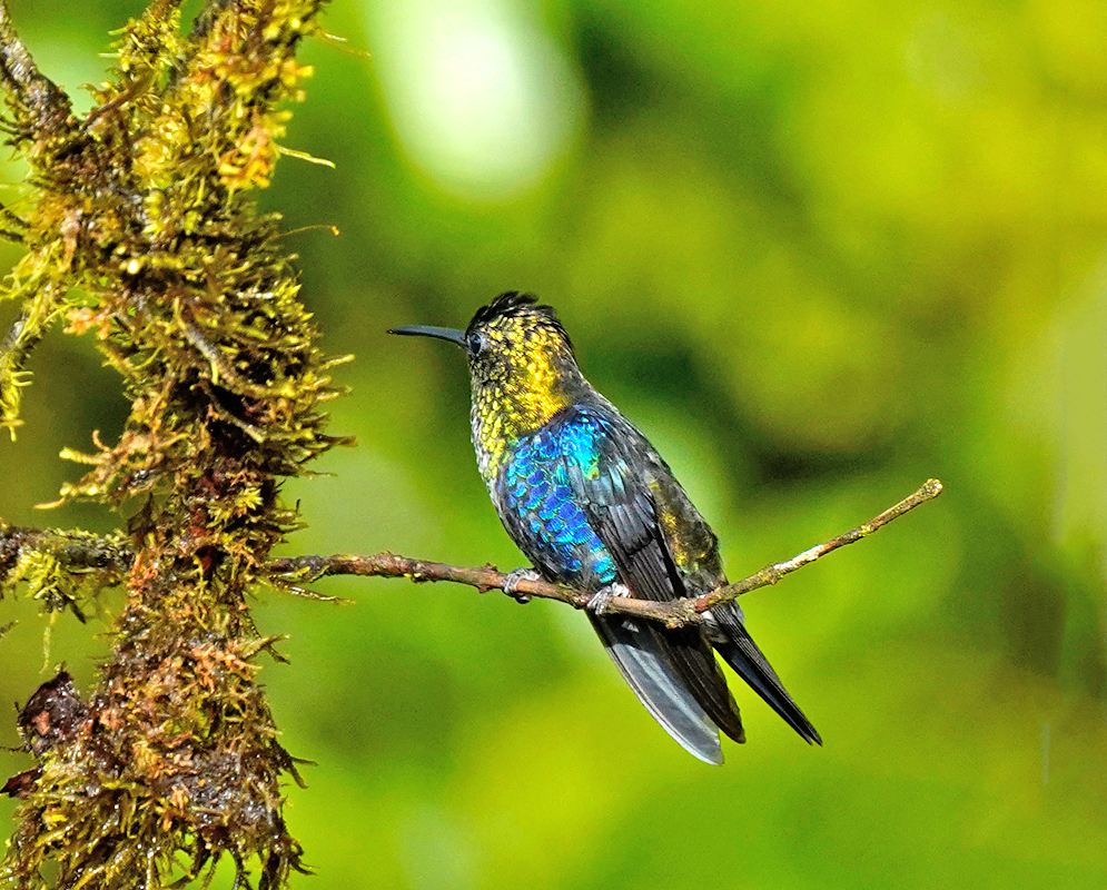 A vibrant Fork-tailed Woodnymph hummingbird perched on a branch, displaying iridescent blue and green plumage with a yellowish head 