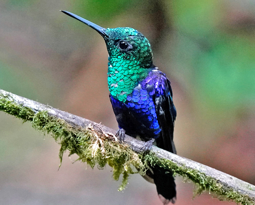 Thalurania furcata resting on a mossy branch showing its iridescent green crown and throat, with violet-blue wings and body