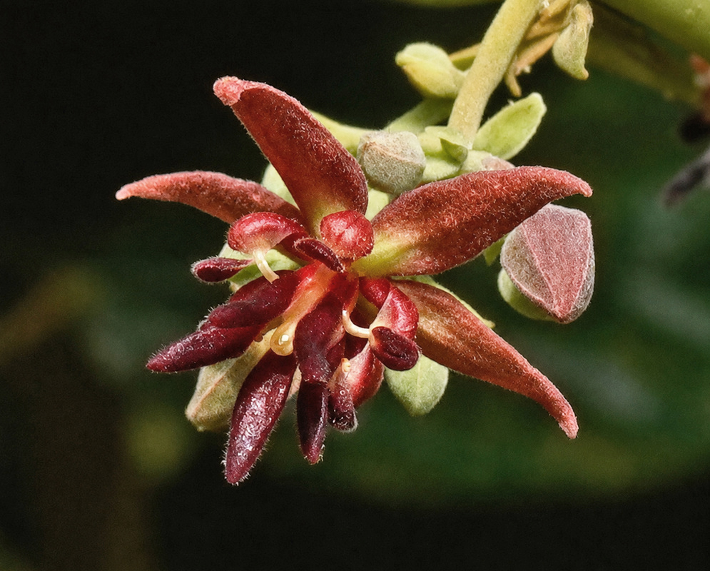 Theobroma bicolor small reddish star-shaped flower with a pale center on an older branch