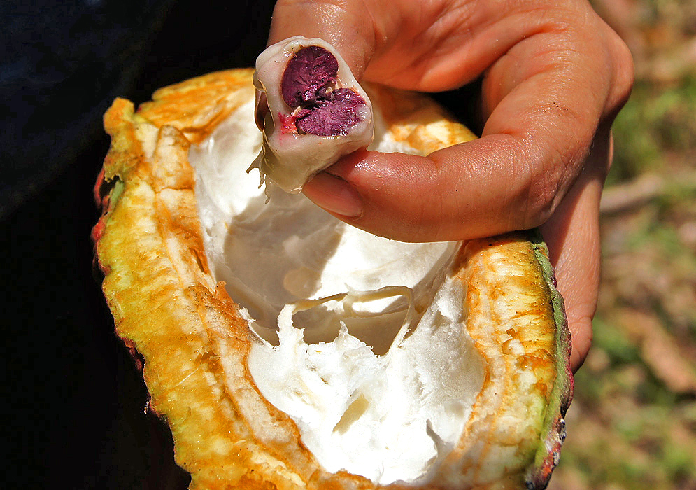 A cut plum-colored cacao bean surrounded by white pulp
