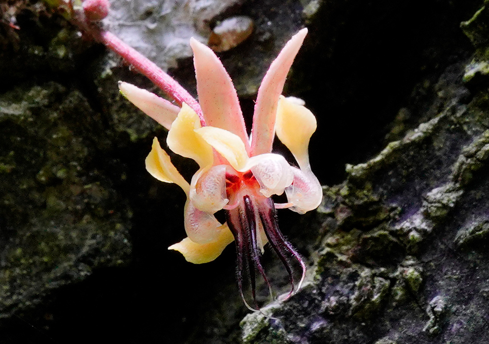 Colorful Cacao Flower on Tree Trunk Colorful Theobroma cacao flower with creamy yellow petals, red-pink sepals, and long dark purple stamens emerging from a rough tree trunk in a tropical setting