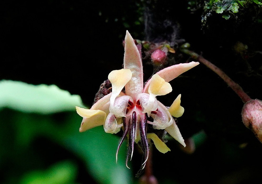 Cacao Tree Flower Close-Up Close-up of a Theobroma cacao flower with pale yellow petals, pink sepals, and dark purple stamens hanging directly from the cacao tree trunk in a rainforest environment