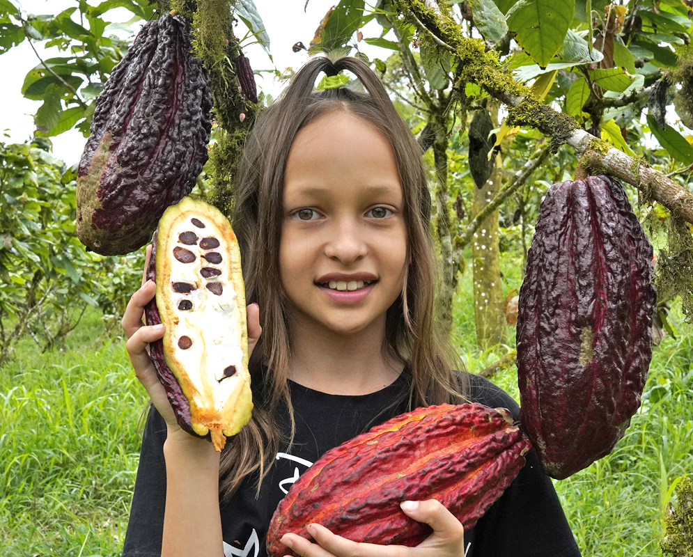 Two green cacao pods on the tree