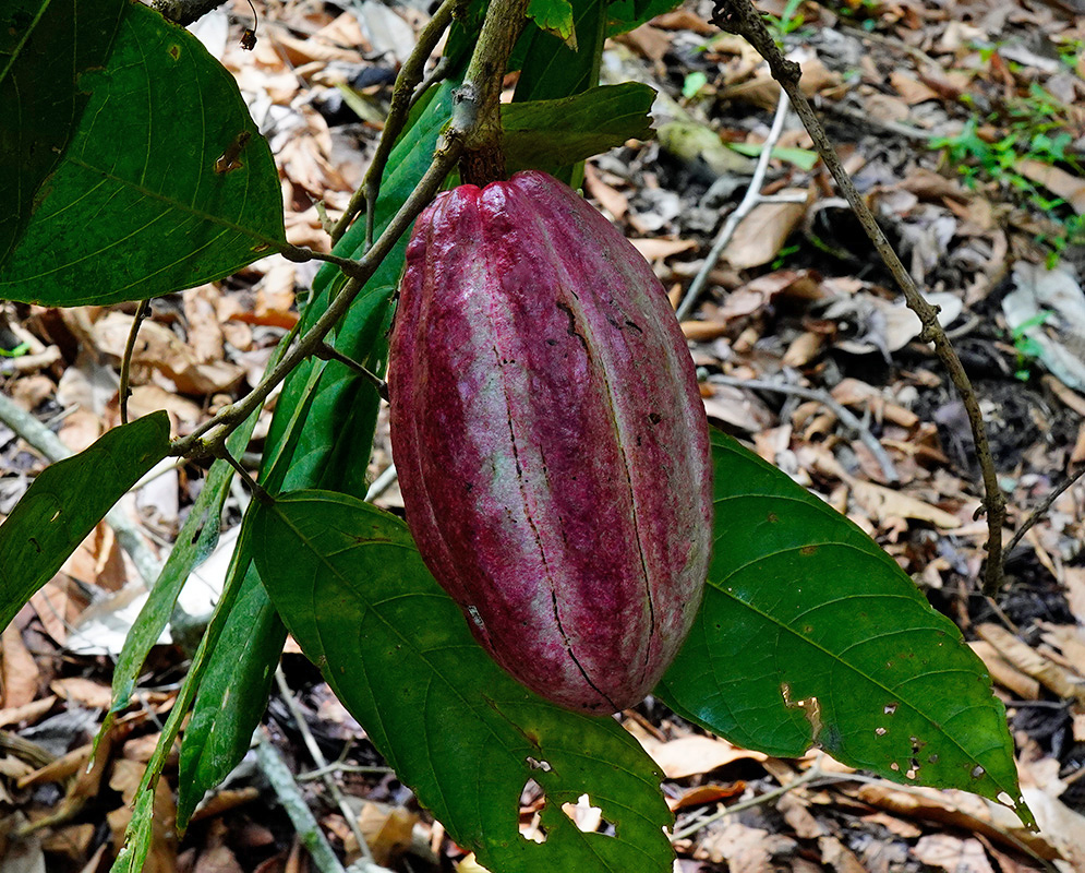 Purple Cacao Pod on Tree Ripe purple cacao pod growing on a Theobroma cacao tree with broad green leaves and dry forest floor in the background