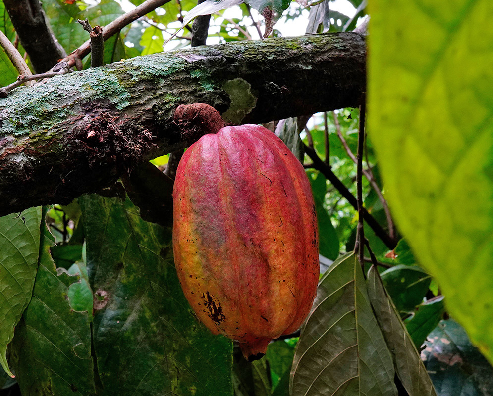 Red Cacao Pod on Mossy Tree Large red cacao pod attached to a mossy tree trunk, surrounded by broad green leaves in a tropical forest