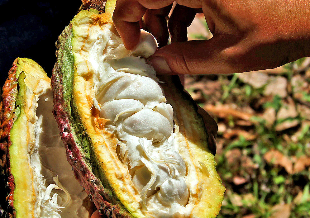An open cacao pod exposing the white pulp