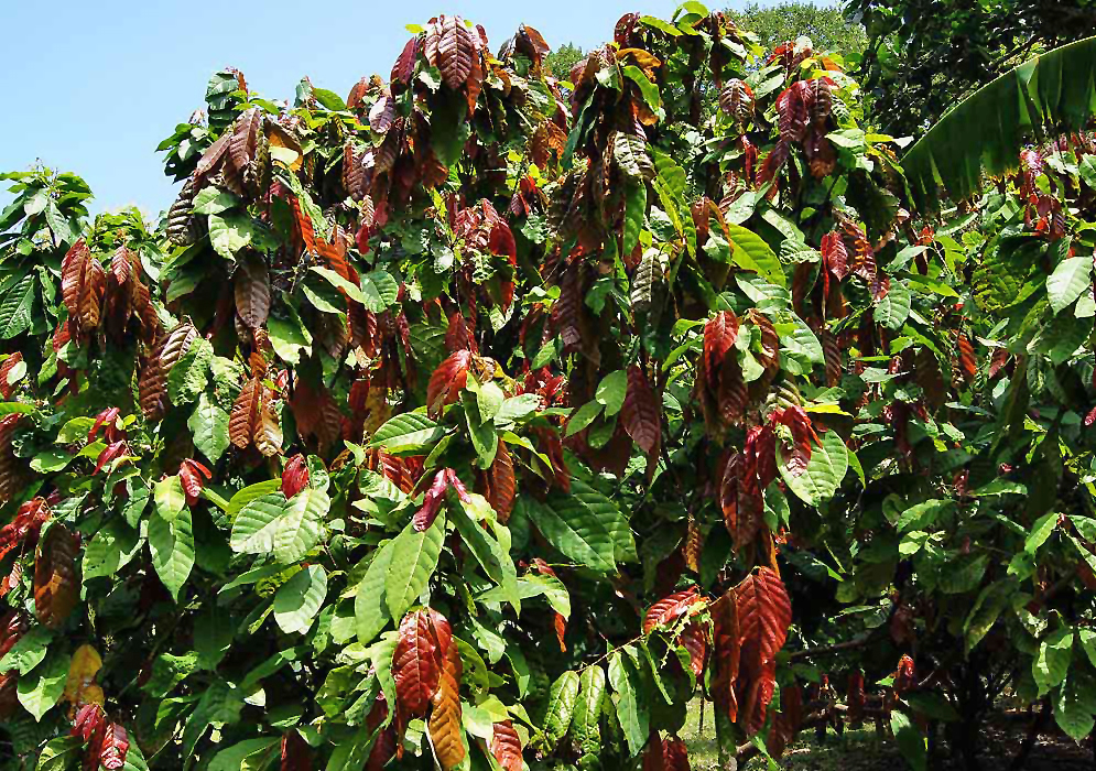 New red leaves on a Theobroma cacao tree