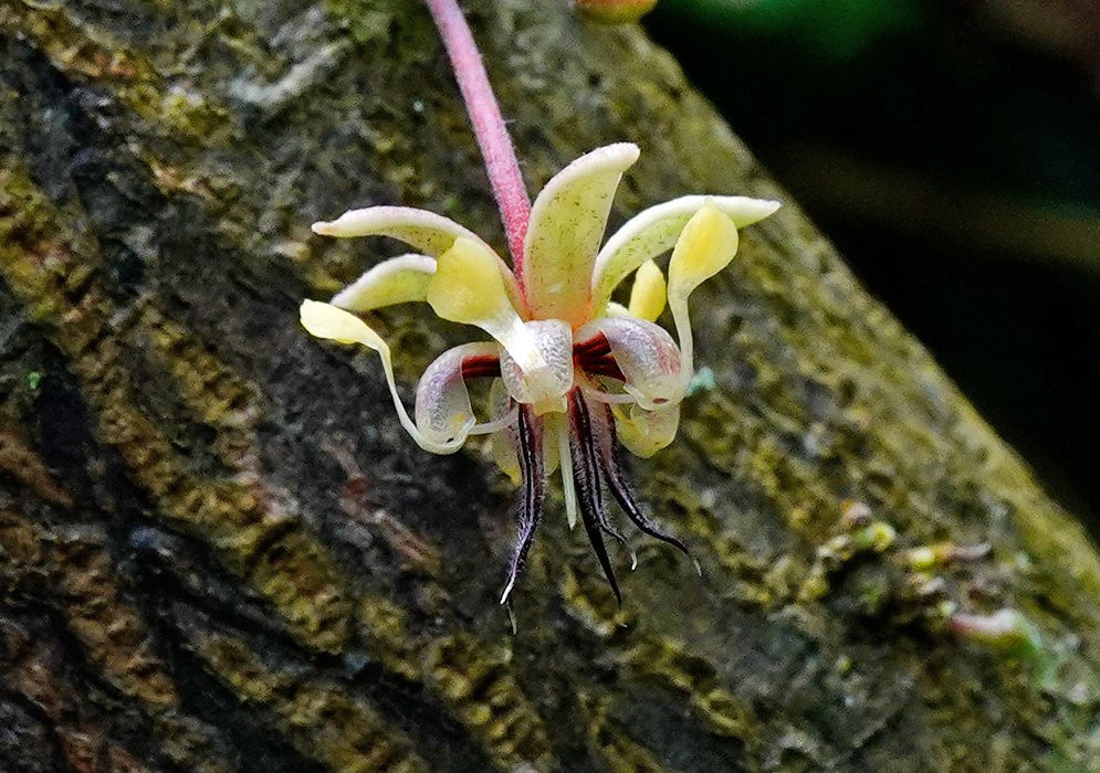 Yellow Cacao Flower on Tree Trunk Close-up of a delicate yellow cacao flower with long dark stamens blooming on the trunk of a tree