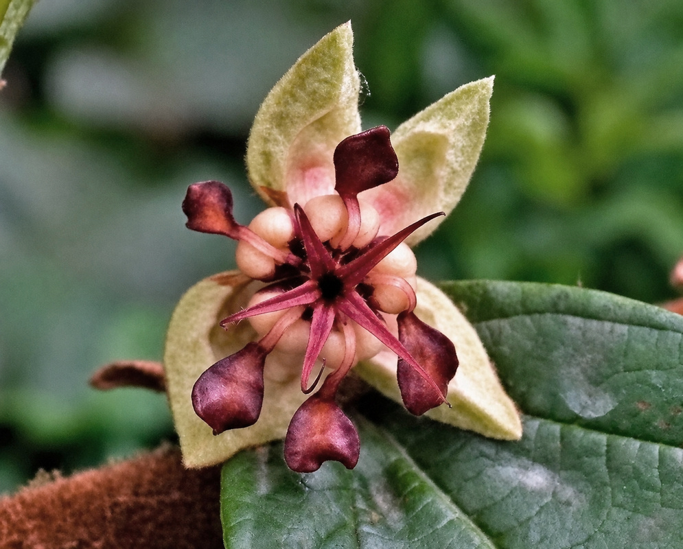 Theobroma grandiflorum flower with pale hooded petals and dark maroon central structures