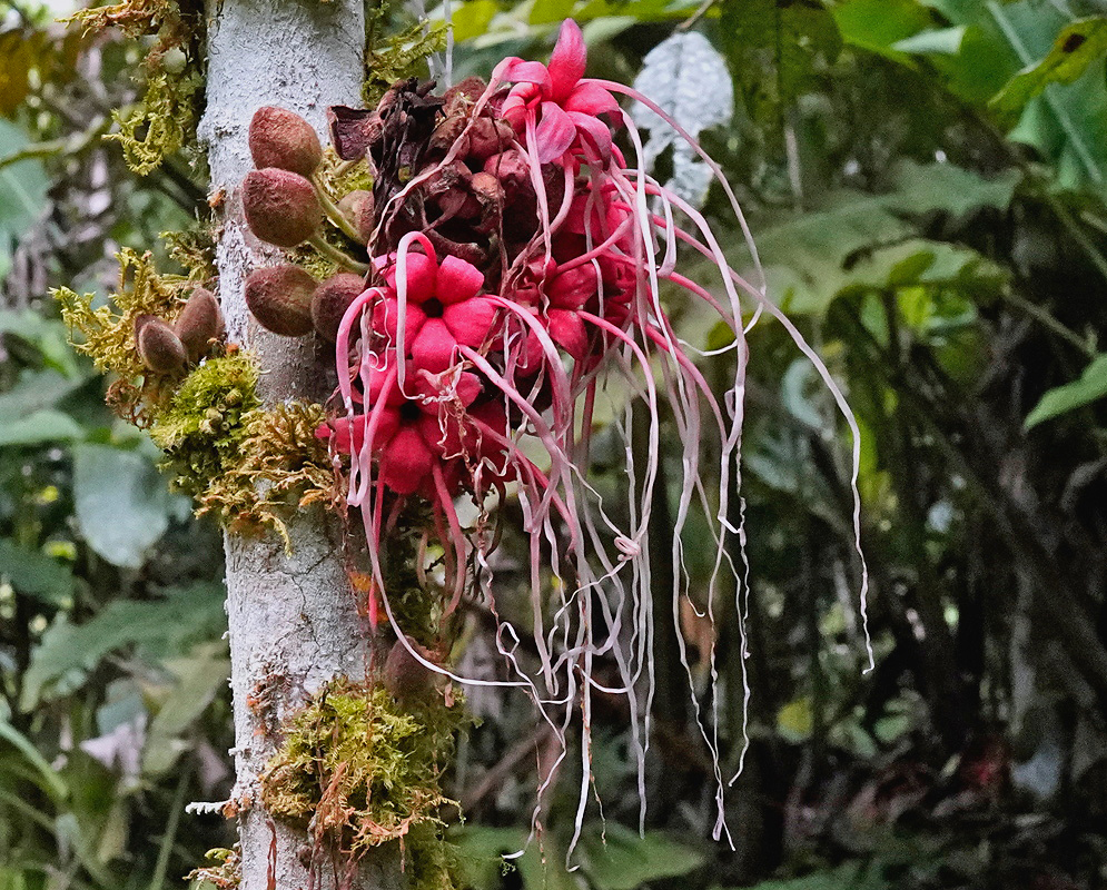 Theobroma speciosum vivid red flower cluster with long pale filaments growing directly from a trunk