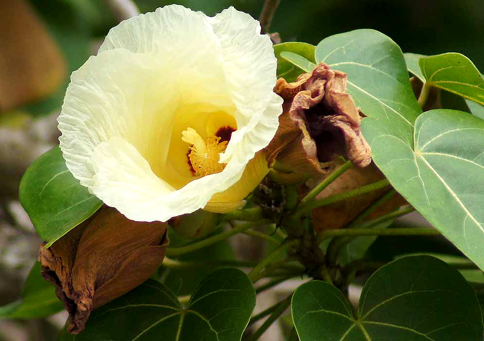 Cream-white Thespesia populnea flower with yellow stamens and throat