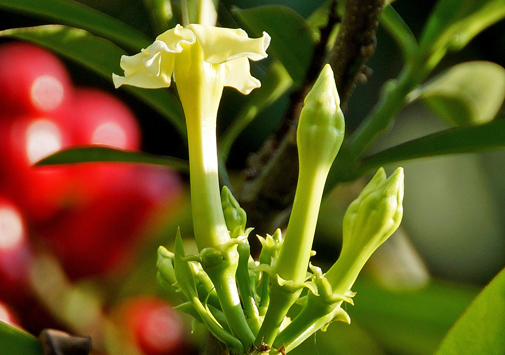 An erect pale yellow Thevetia ahouai flower