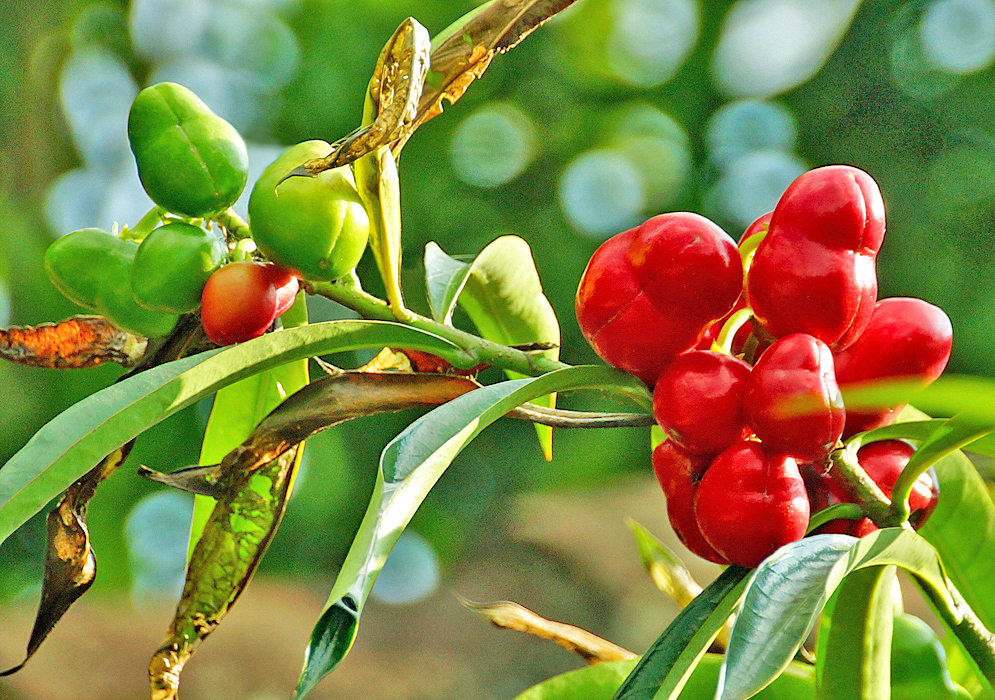 Thevetia ahouai red and green fruits
