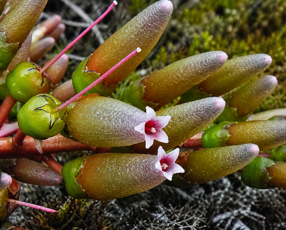 Green flowers of an unidentified Thibaudia in southern Colombia