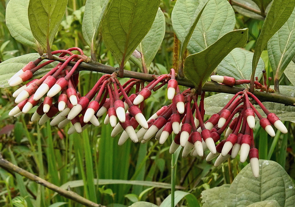 Thibaudia martiniana dense pendent cluster of red-pink tubular flowers with white tips