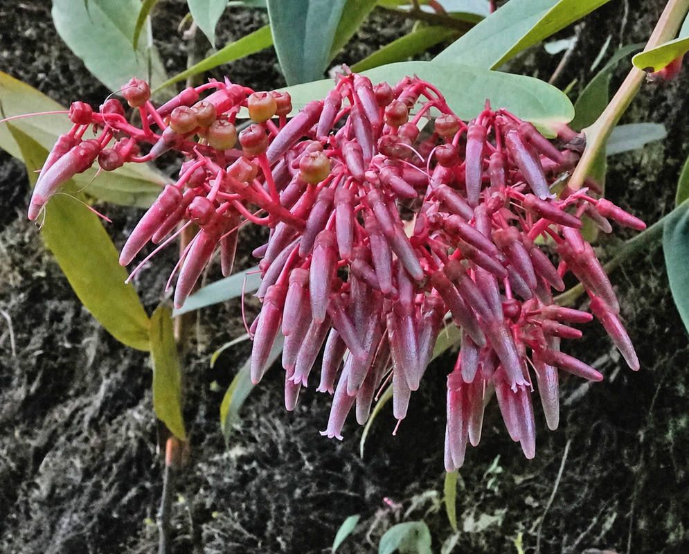 Purple flowers of an unidentified Thibaudia in southern Colombia