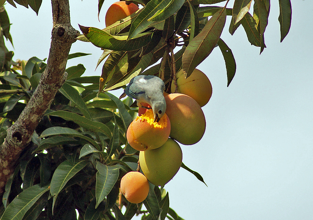 Blue-grey Tanager eating eating a Mango from its tree