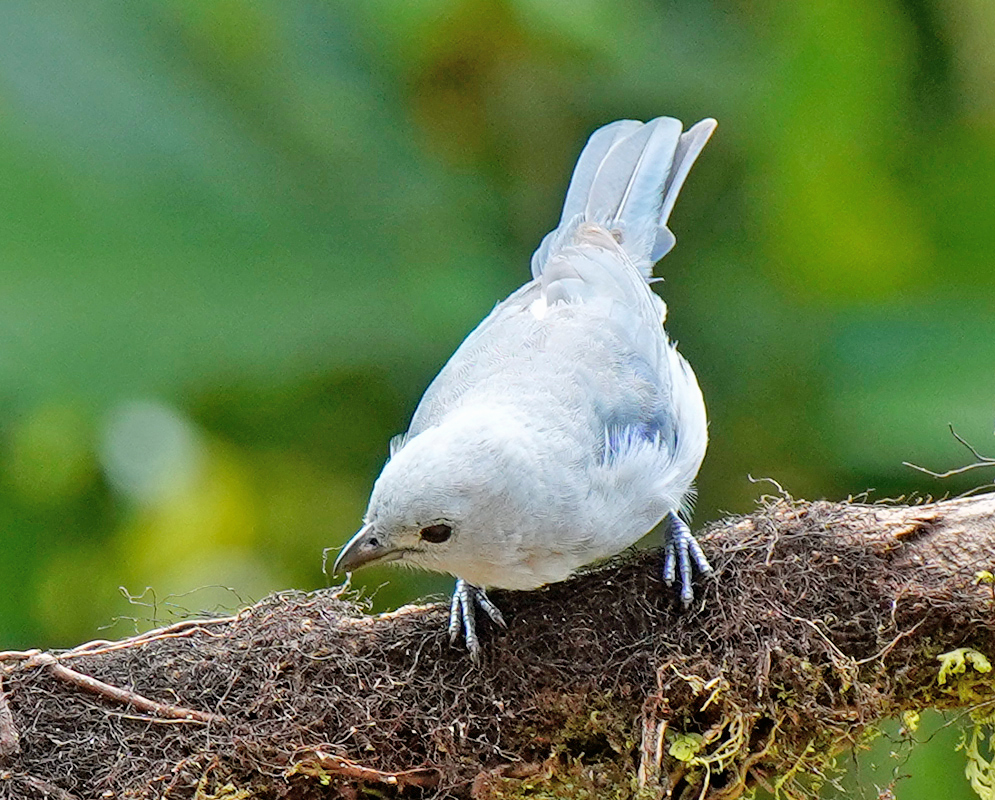 Blue-grey Tanager looking down from a branch