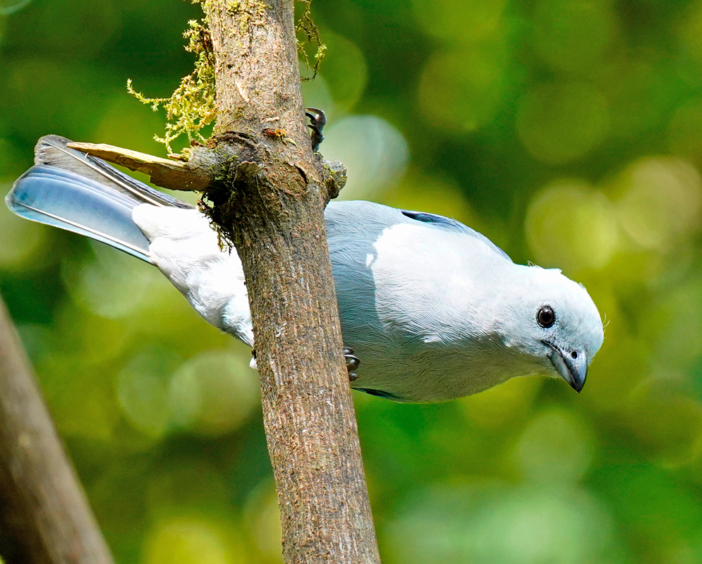 Blue-grey Tanager light blue underside