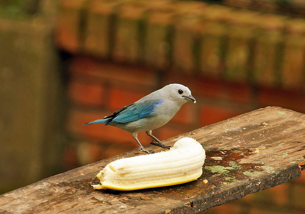 Blue-grey Tanager eating banana