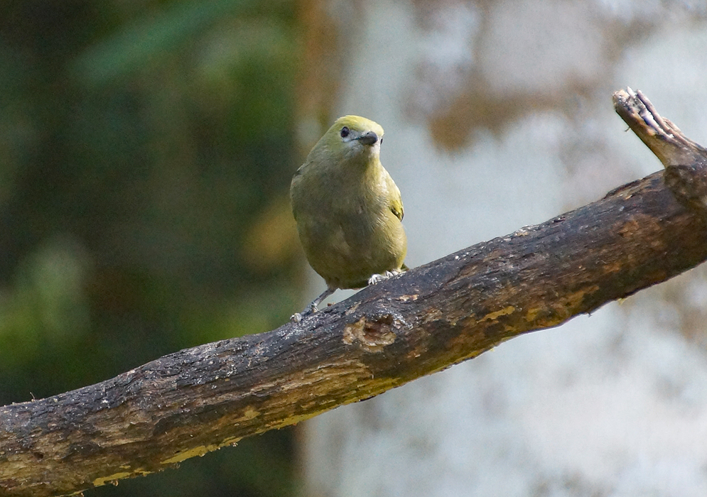 Lionet-gold Palm Tanager in a branch