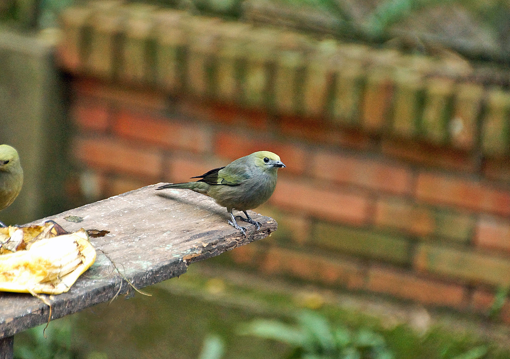 Lionet-gold Palm Tanager about to fly
