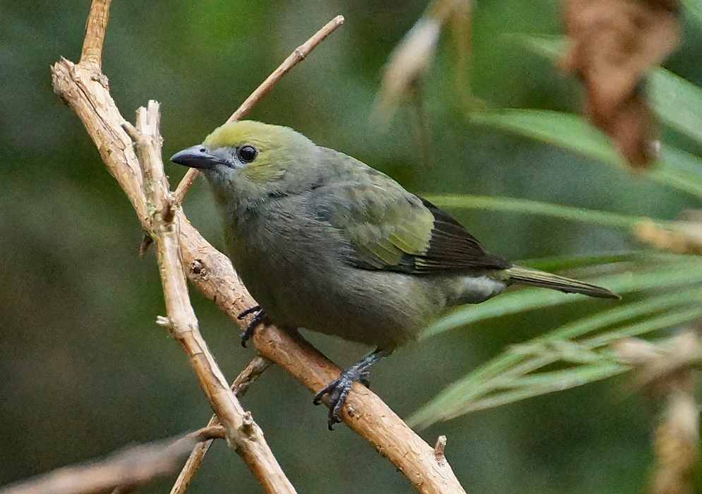 Thraupis palmarum bird 