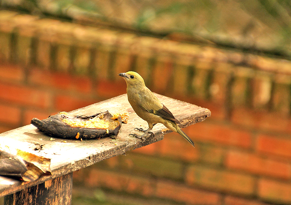 Lionet-gold Palm Tanager eating a dry banana
