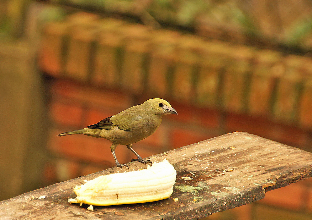 Lionet-gold Palm Tanager with a banana