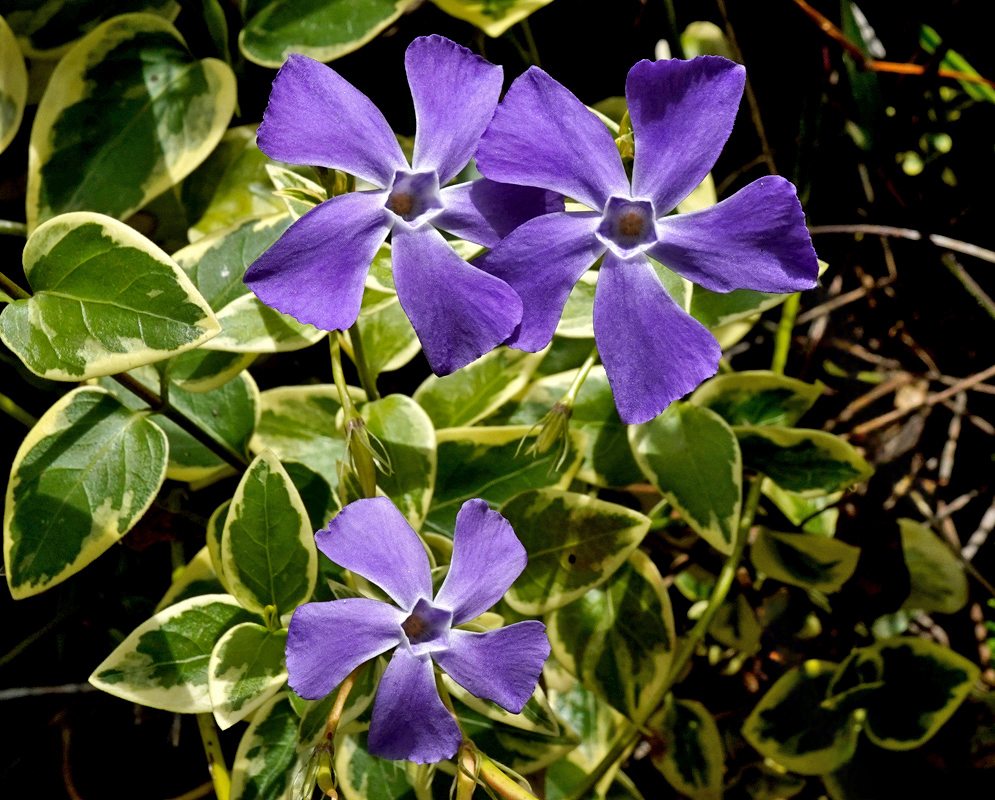 Three violet-blue Vinca major flowers with five slightly twisted petals each, blooming above dense variegated foliage