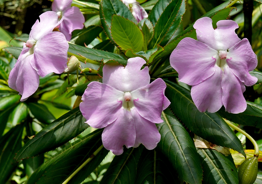Three delicate pale pink Impatiens sodenii flowers with rounded petals and glossy green lance-shaped leaves in the background