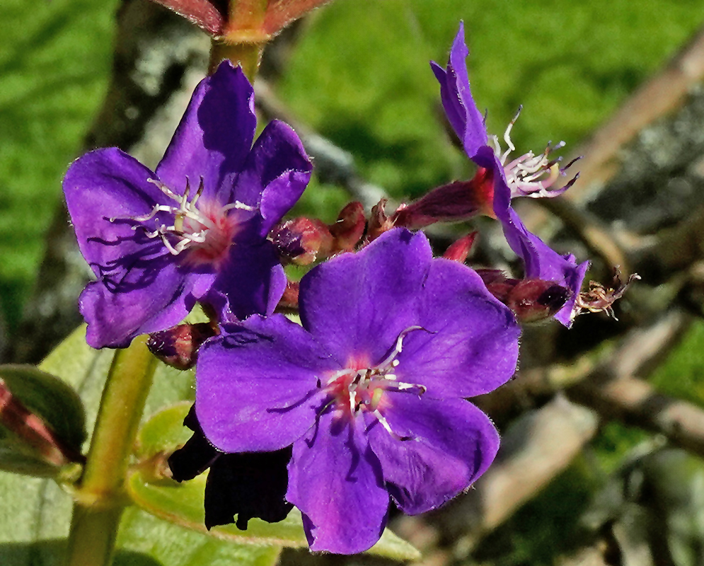 Pleroma heteromalla Flowers Three vivid purple Pleroma heteromalla flowers with arching white stamens and reddish calyces against a bright green blurred background