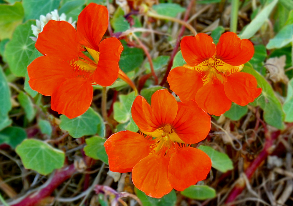 Three Tropaeolum majus flowers with orange petals and yellow centers growing among round green leaves and dry ground cover
