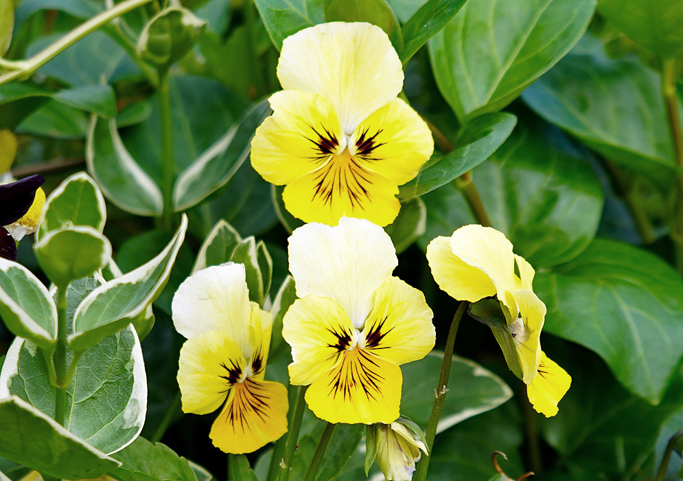Bright yellow Viola tricolor flowers