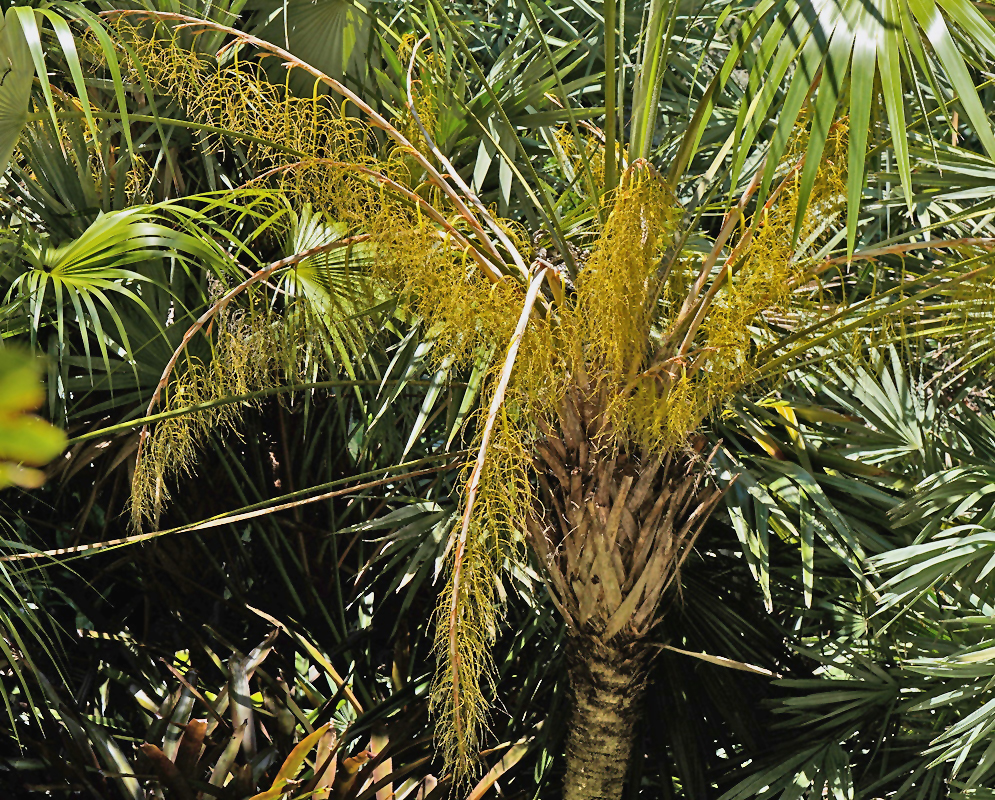 Leucothrinax morrisii fan palm bearing long branched clusters of small pale flowers
