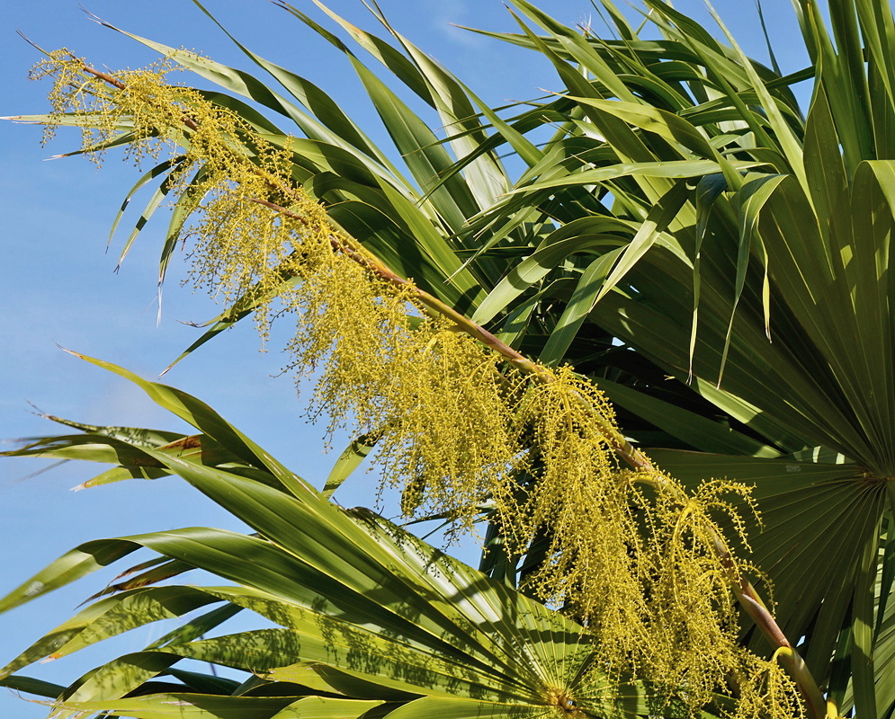 Thrinax radiata fan palm with arching cream flower clusters beneath radiating leaves