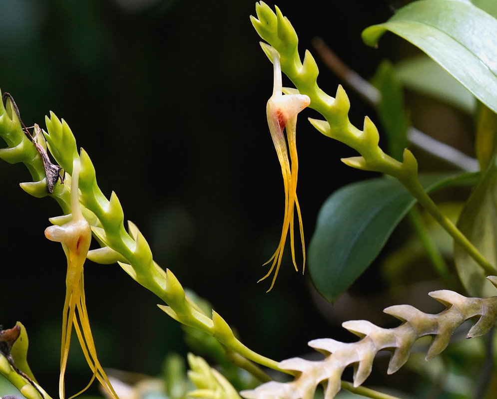 Thrixspermum centipeda pale orchid flower with narrow spreading segments and patterned lip
