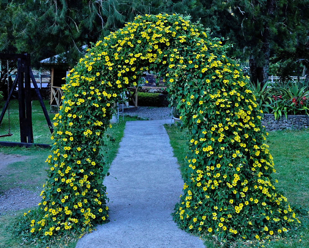 A large arch-shaped garden trellis completely covered in yellow Thunbergia alata flowers, forming a tunnel over a pathway