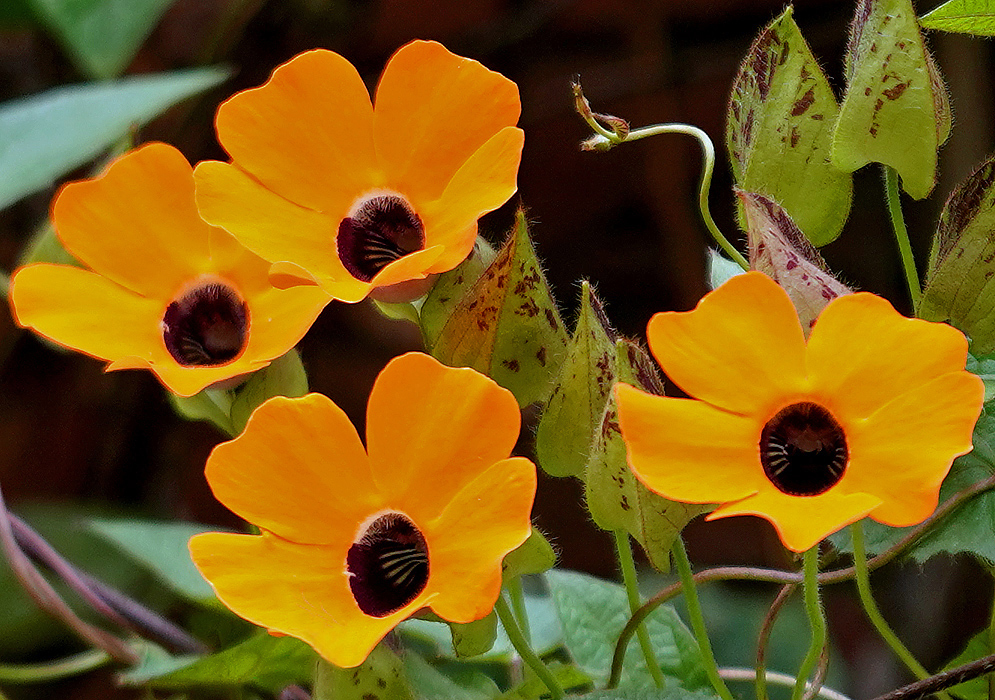 Four orange Thunbergia alata flowers with dark throats