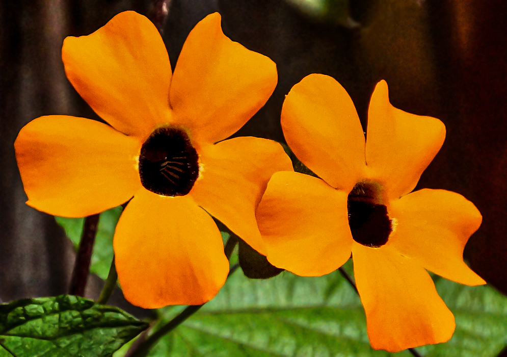 Two orange Thunbergia alata Flowers