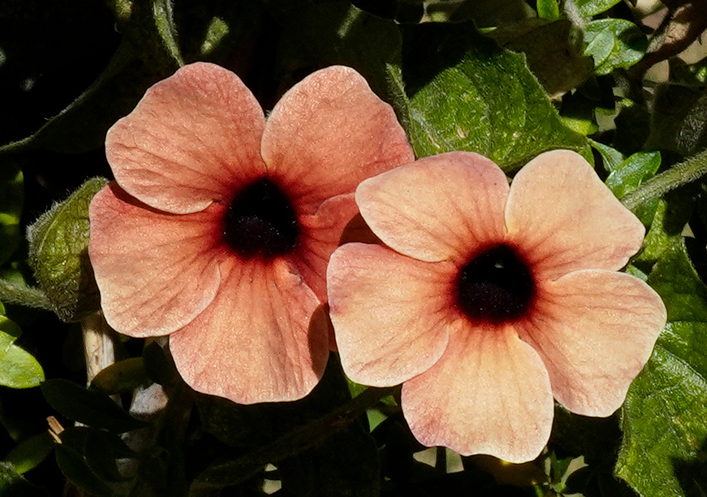Two peach-colored Thunbergia alata flowers with dark centers in bright sunlight against green foliage