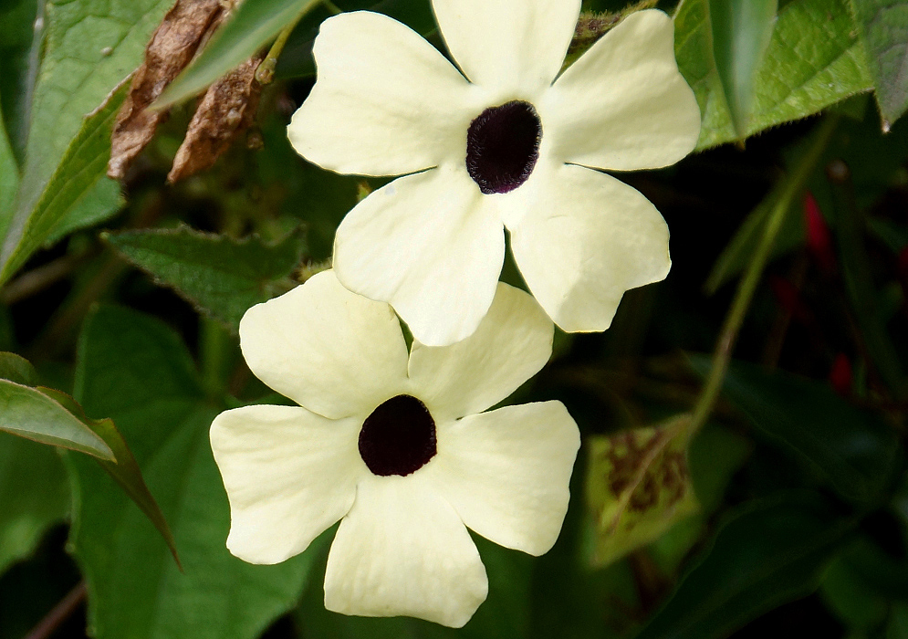 Two white Thunbergia alata flowers with black throats