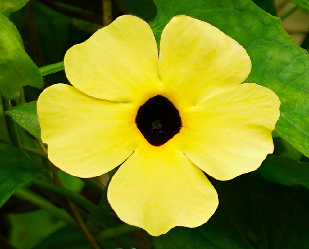 Thunbergia alata yellow flower with a dark center