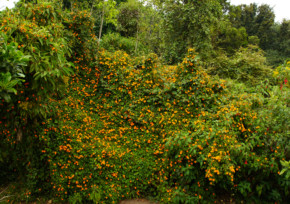 A large section of a hillside covered in flowering Thunbergia alata vines 