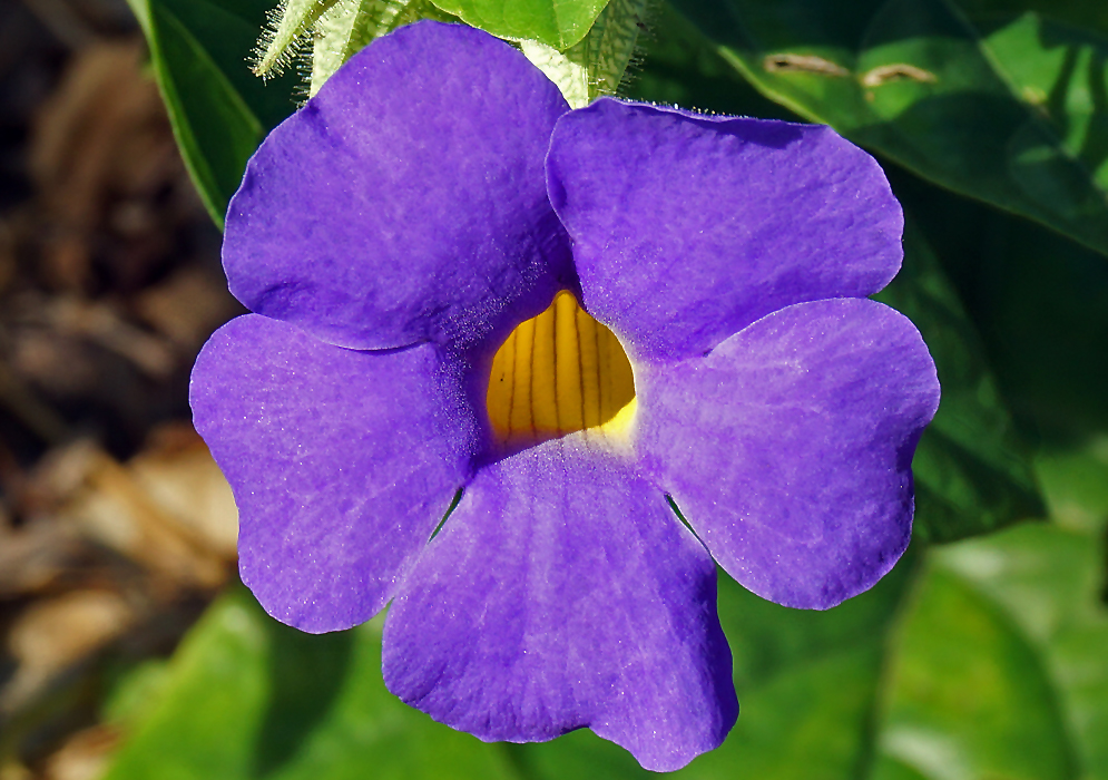 purple Thunbergia battiscombei flower with a yellow throat in sunlight