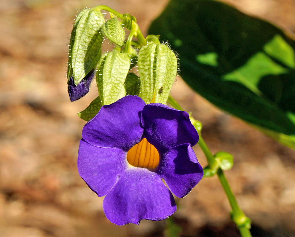 A single deep purple Thunbergia battiscombei flower with a bright yellow throat, surrounded by fuzzy green buds and large green leaves