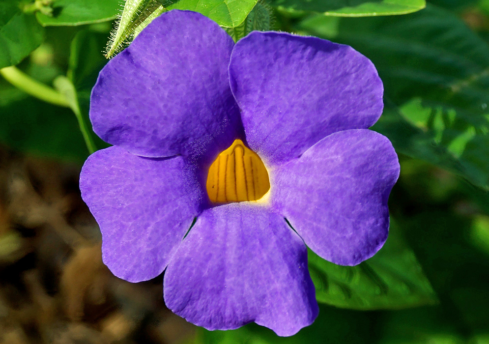 A purple Thunbergia battiscombei flower with a yellow throat under shade